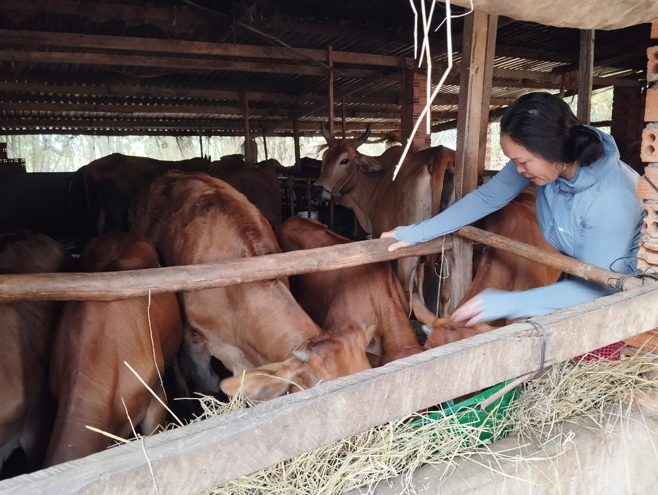 Hội viên nông dân xã Quảng Điền phát huy hiệu quả nguôn vốn vay ngân hàng chính sách xã hội 